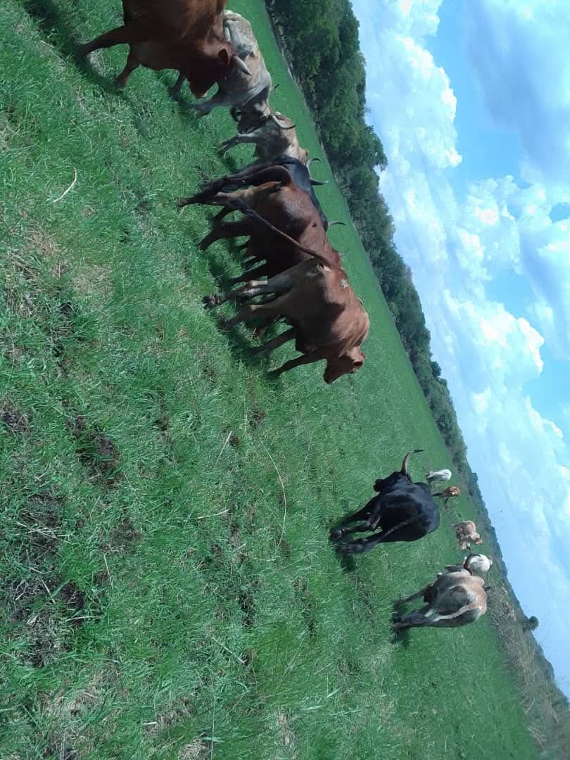 Cattle Grazing at Gungakabayo