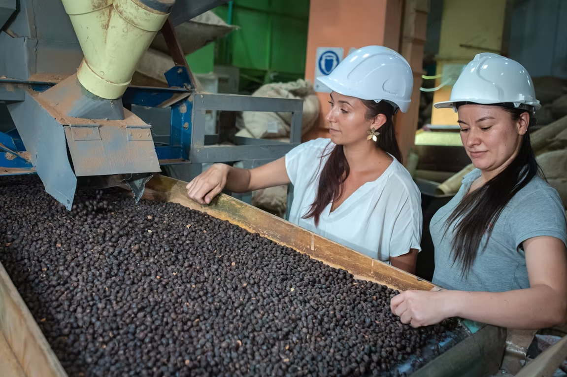 Coffee Farmers Inspecting Quality Beans