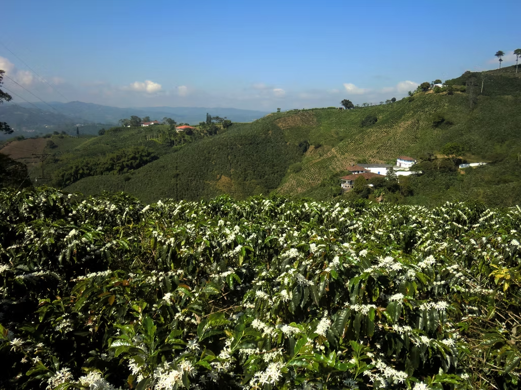 Colombian Coffee Plantation Landscape