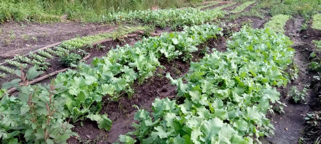 Crop Farming at Gungakabayo
